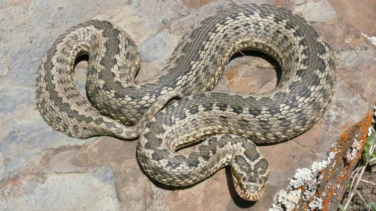 Степная гадюка меланист