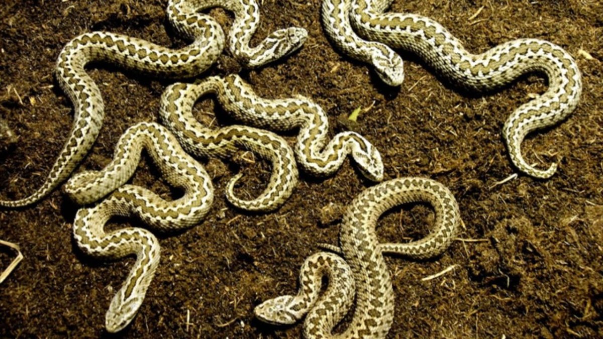 Восточная Степная гадюка (Vipera (Pelias) Renardi)