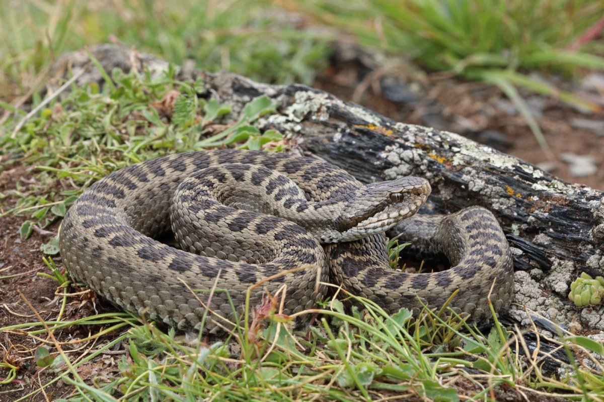 Кустарниковая гадюка (Atheris