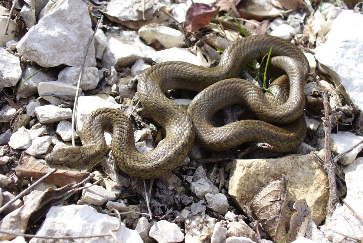 Степная гадюка