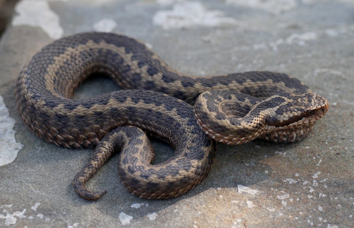 Гадюка Лотиева (Vipera lotievi)