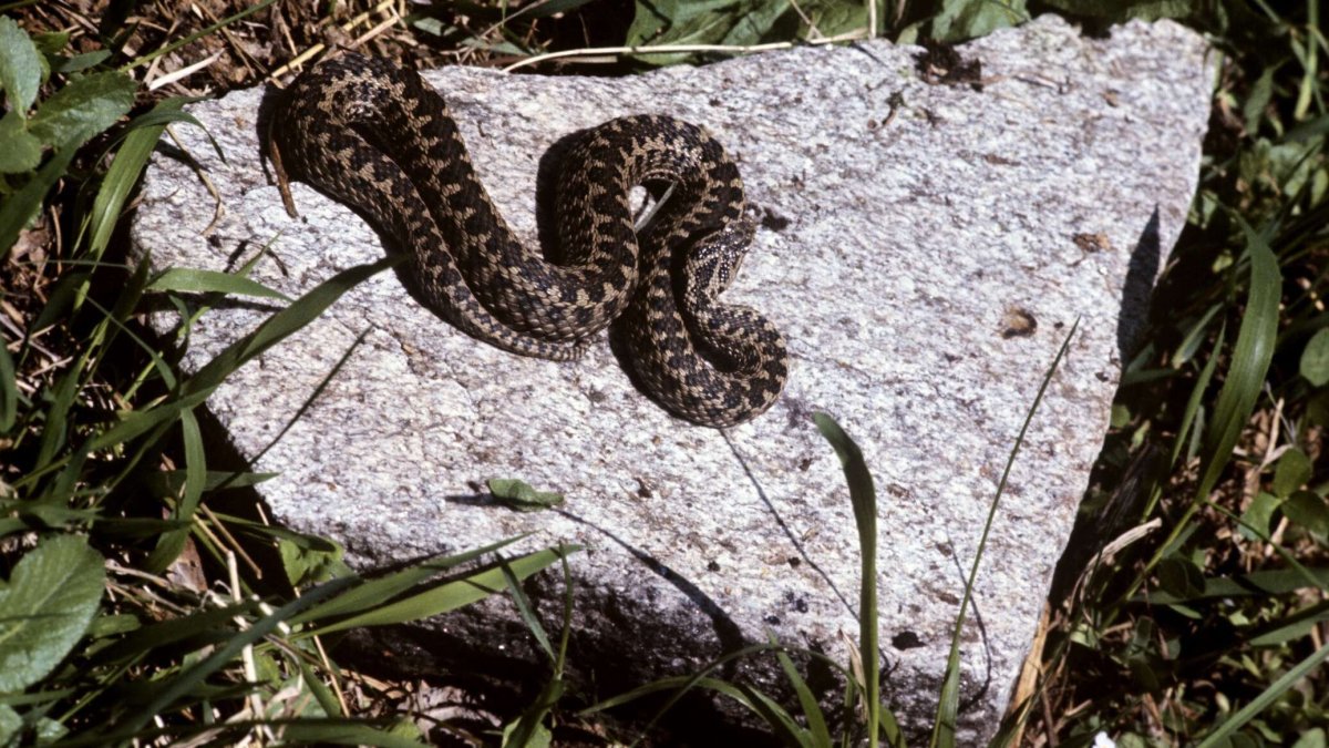 Гадюка серая обыкновенная