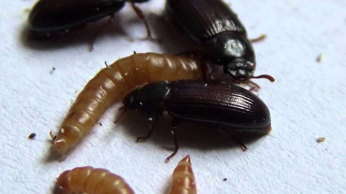 Жуки знахари лечебные