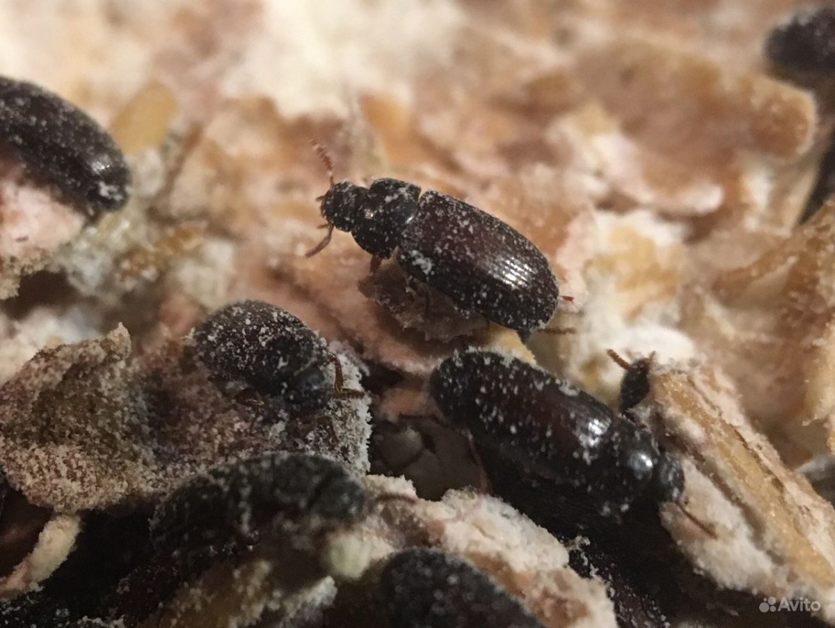 Жук Геркулес личинка гигантская