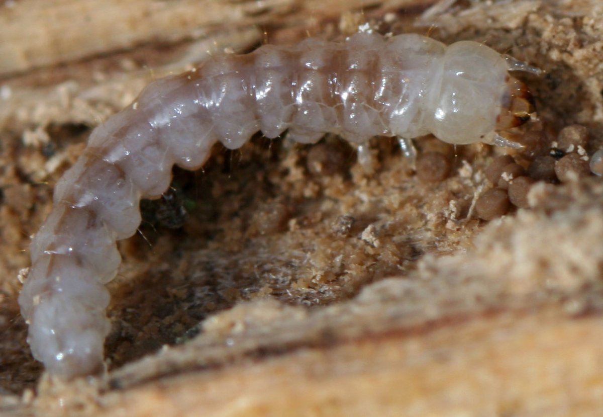 Точильщик Жук мучной Жук