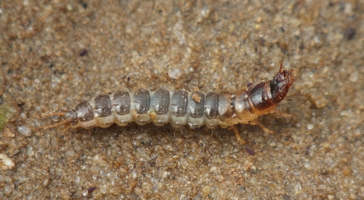 Личинка жука носорога PNG