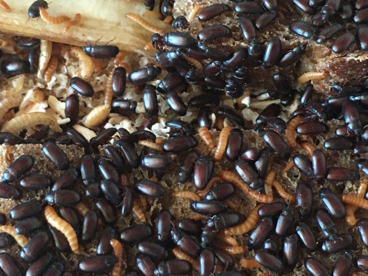 Хлебные жуки Китай