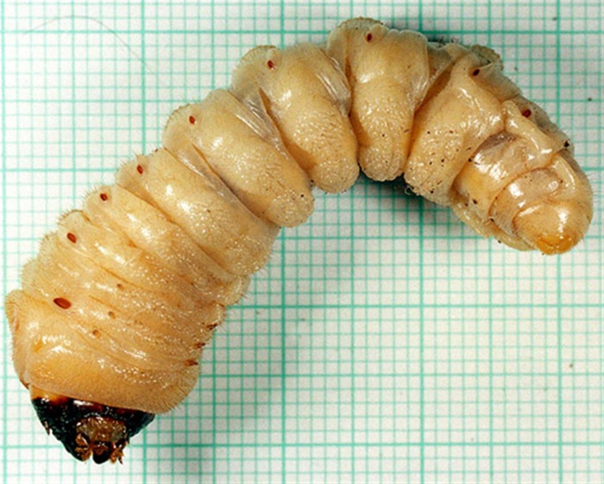 Личинка жука вонючки