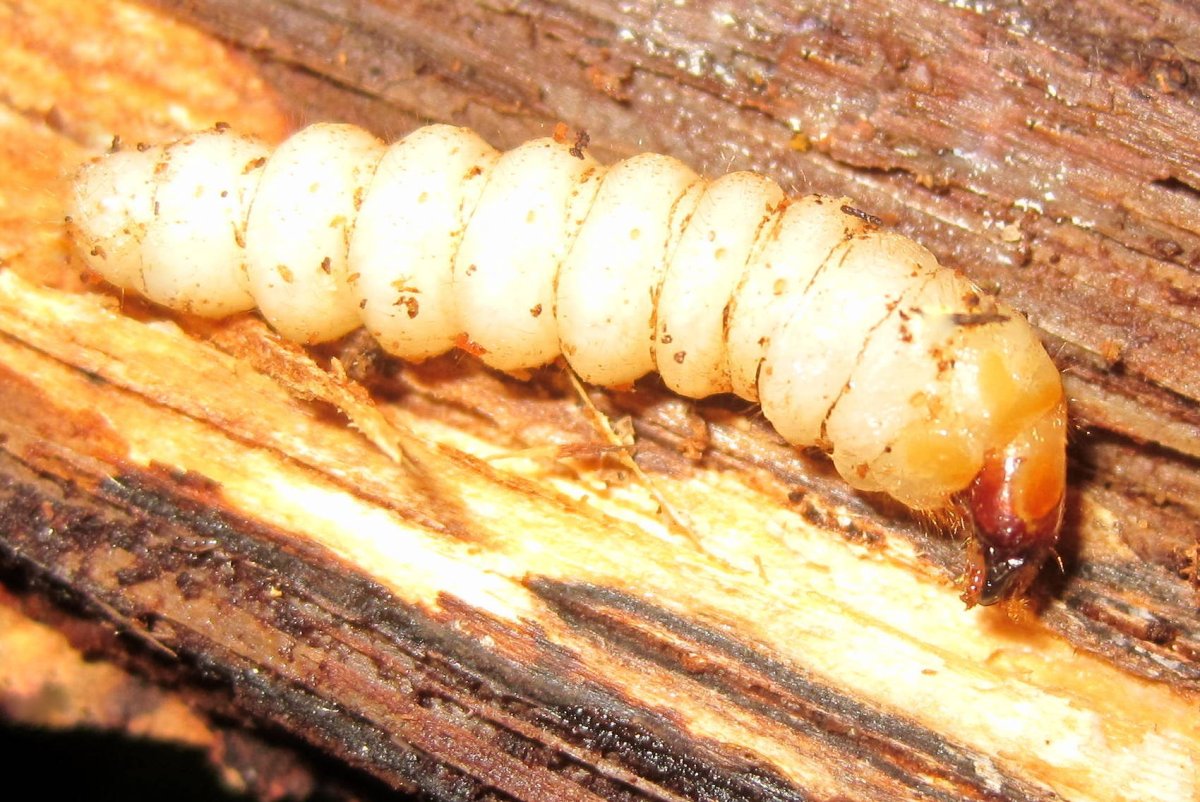 Личинка жука знахаря