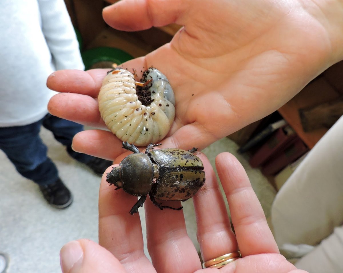 Личинка жука древоточца