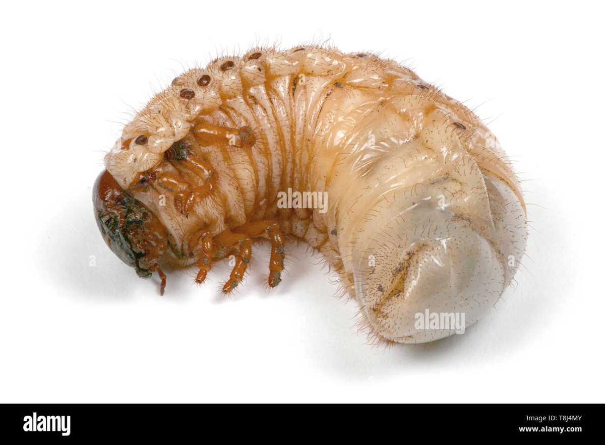 Медведка насекомое личинка