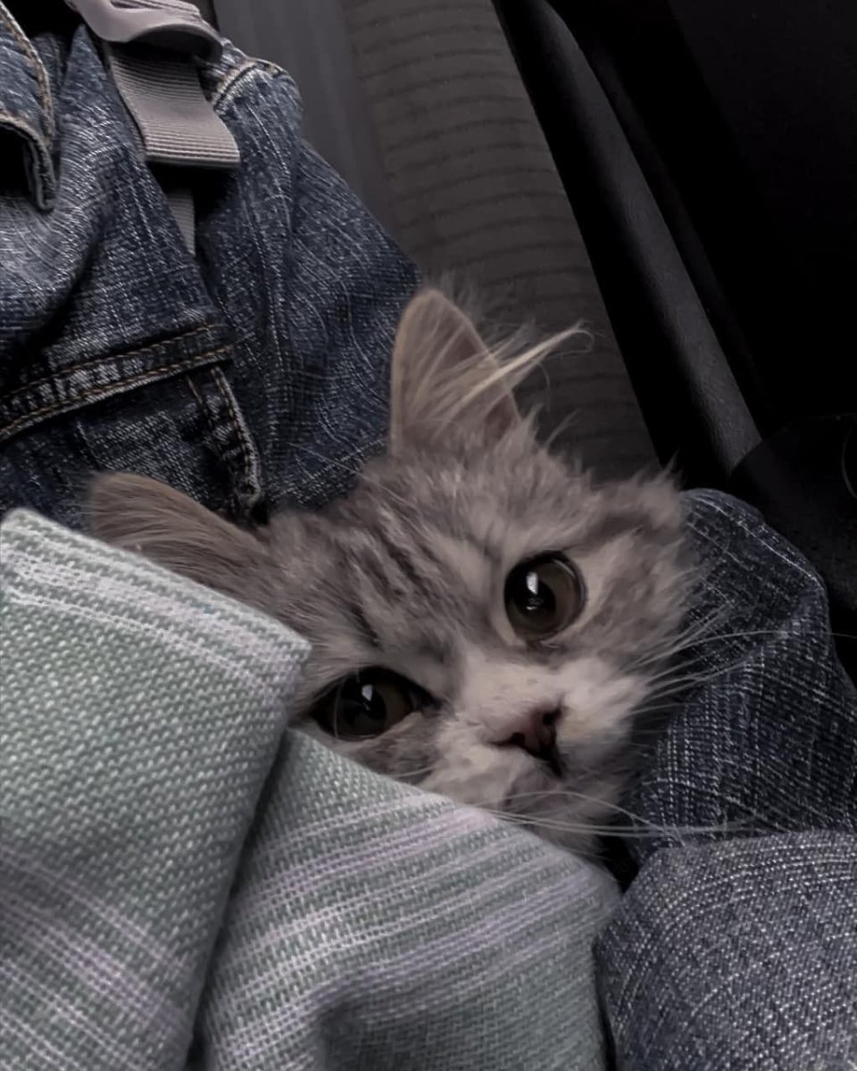 Милые фоточки с котиками