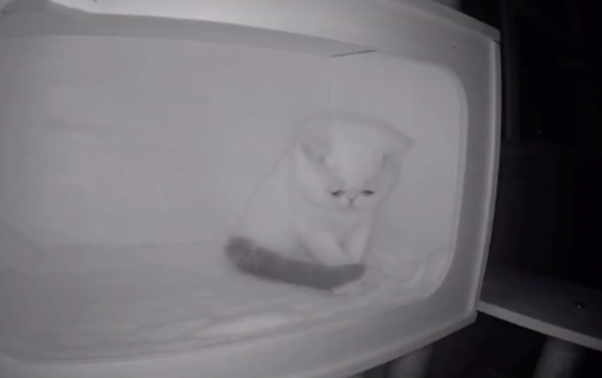 Коты из мемов