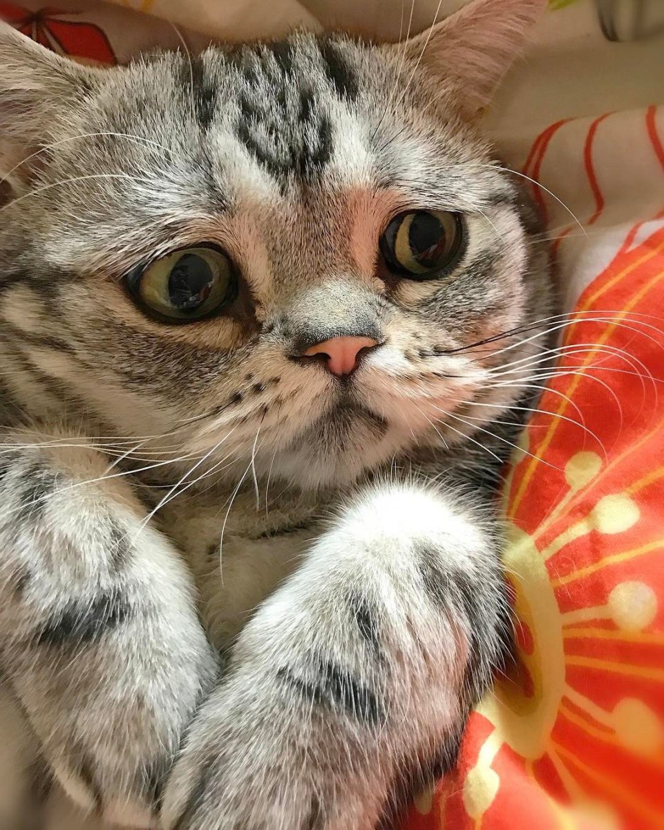 Обложка котят серых