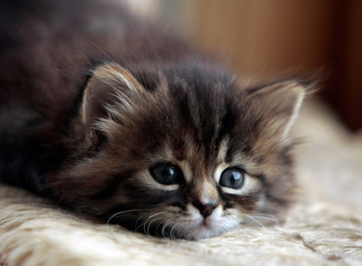 Милые животные с сердечками над головой