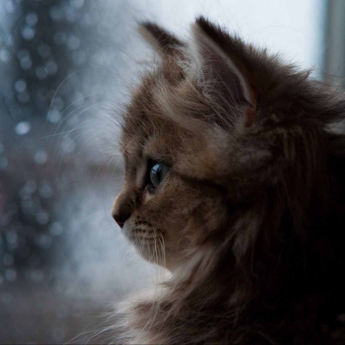 Грустный кот под дождем