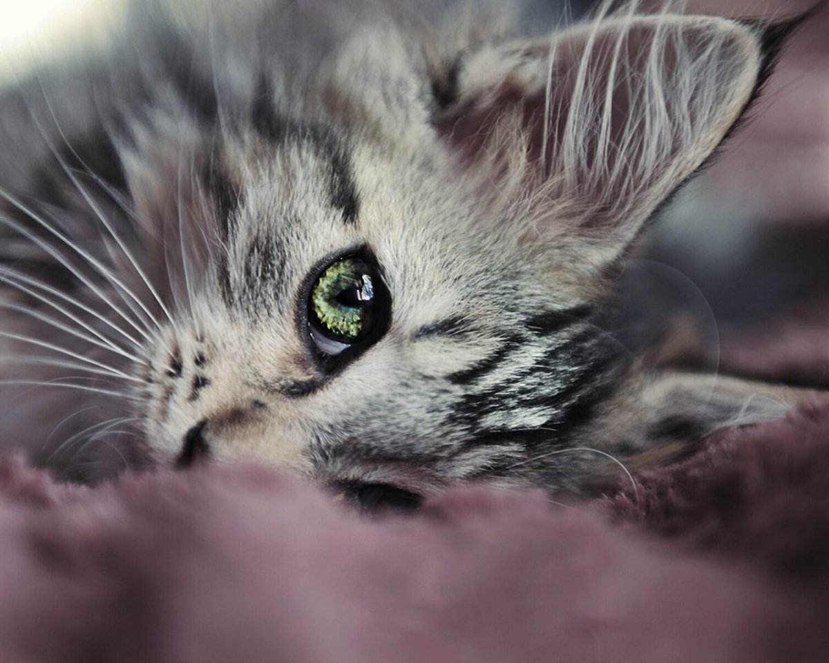 Фото девушек с вислоухим котом