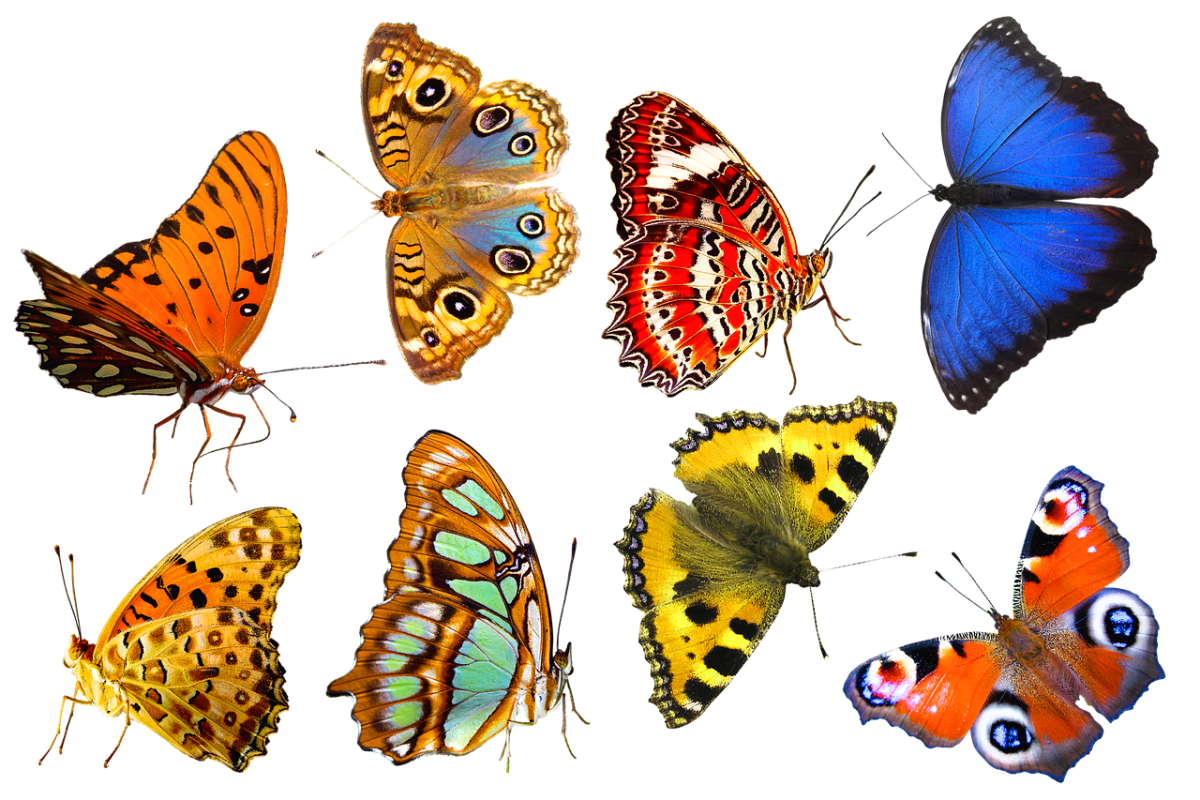 Разные крылья бабочек. Бабочки цветные. Бабочки картинки. Узоры на крыльях бабочки. Бабочка картинка для детей.