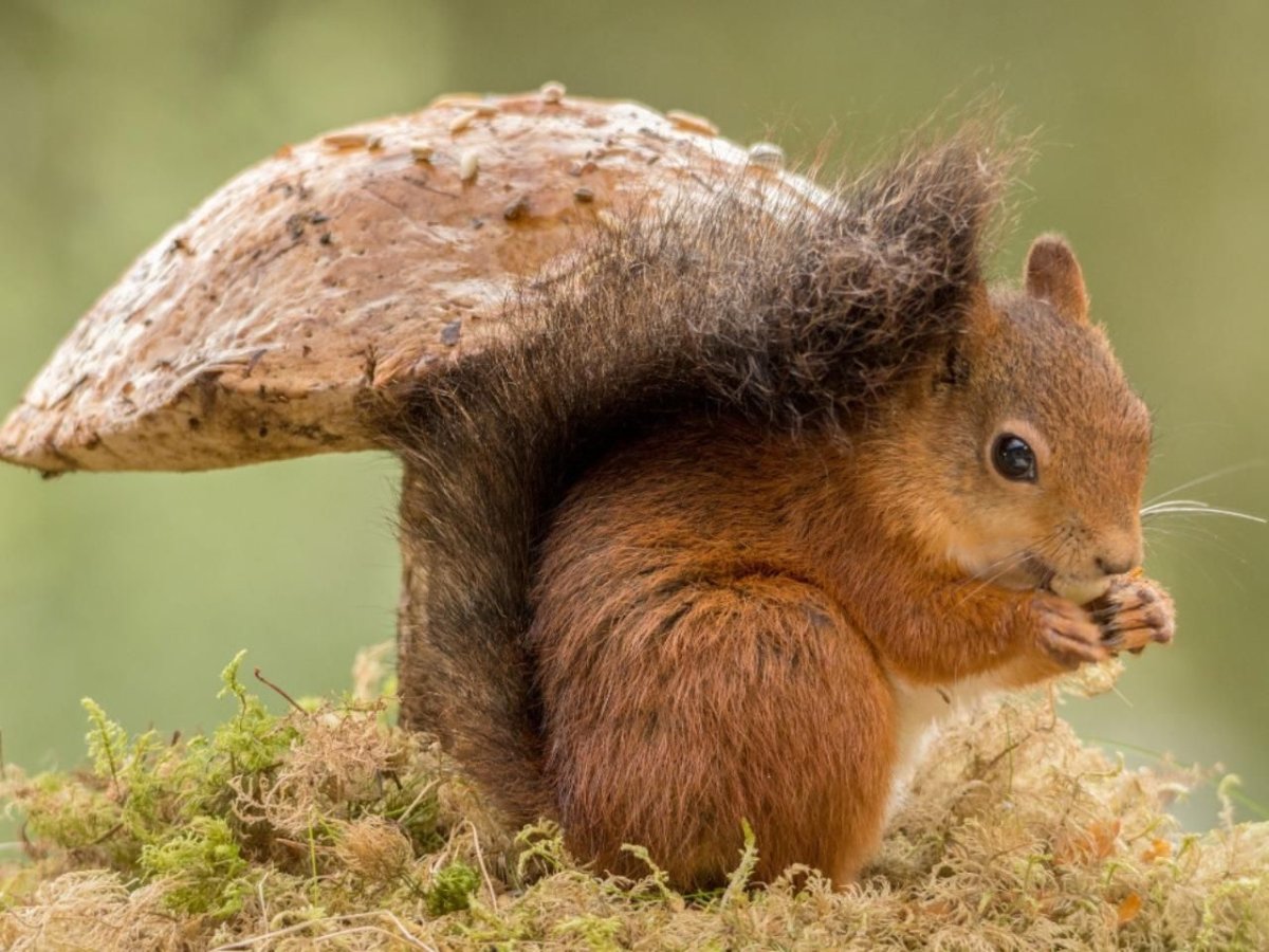 Беличье Гайно