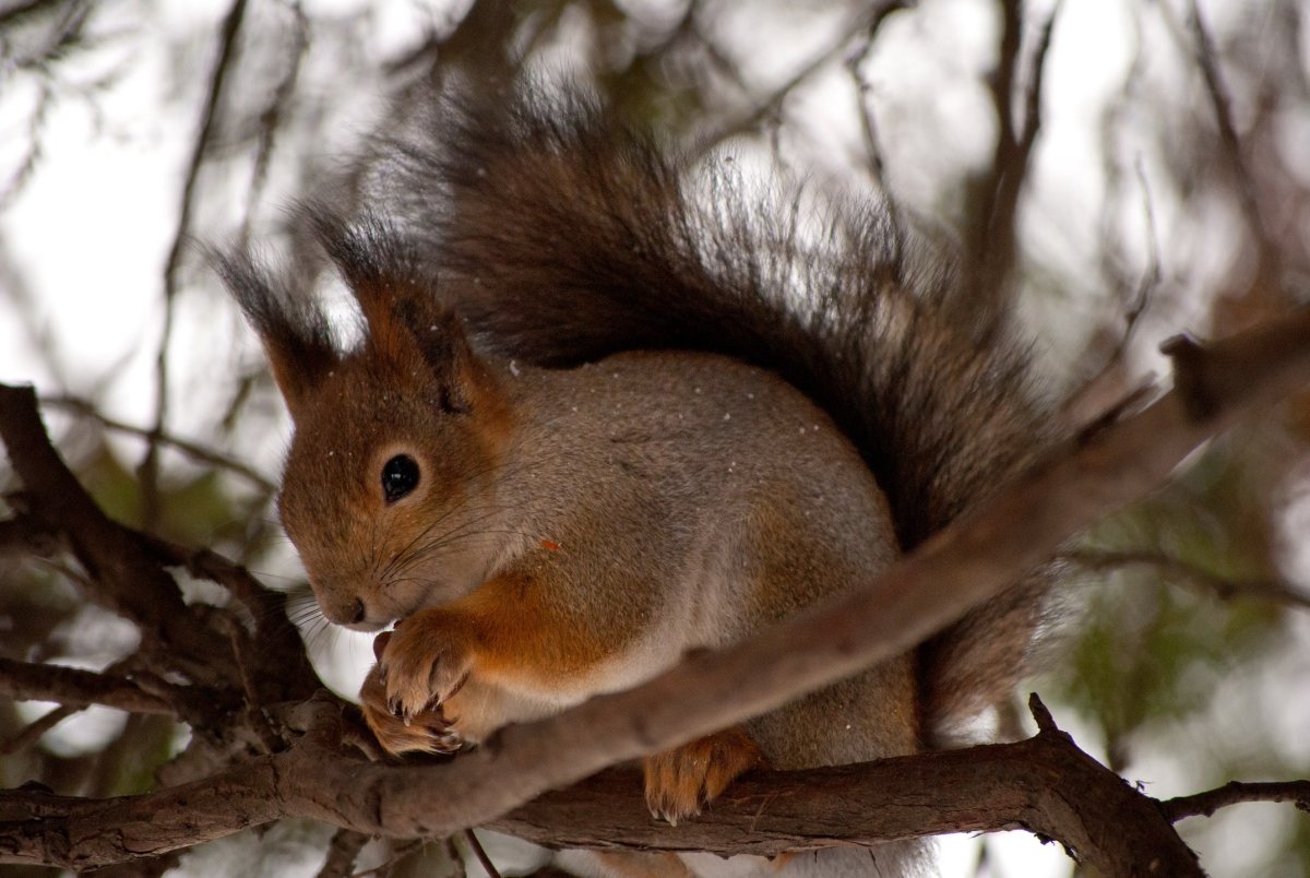 Белка с грецким орехом