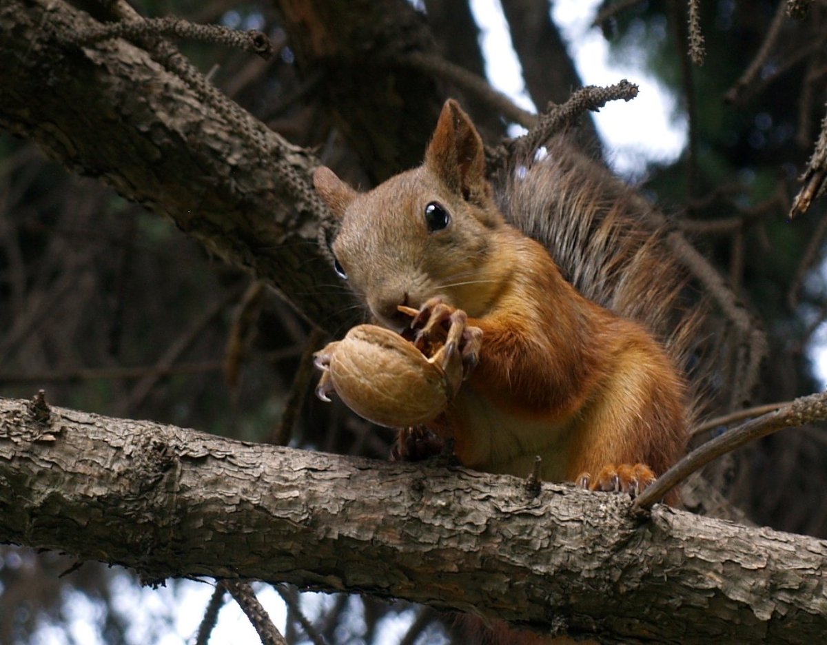 Беличье Гайно