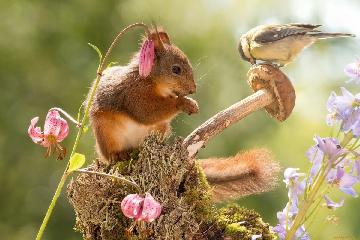 Спящие белки