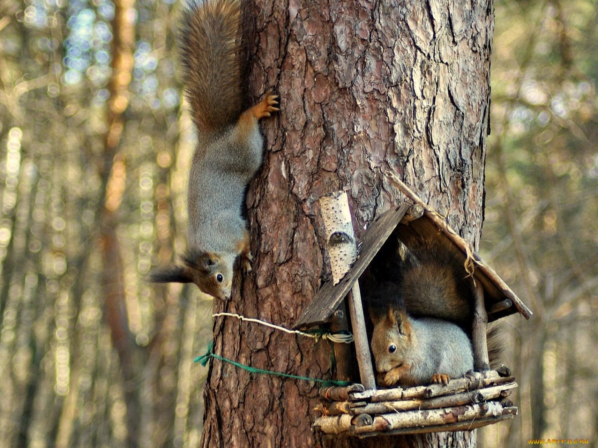 Бельчата в гнезде