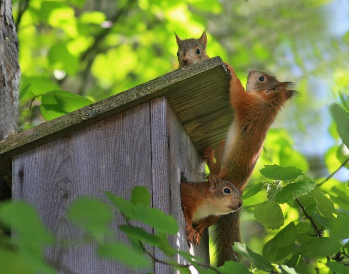 Беличье Гайно