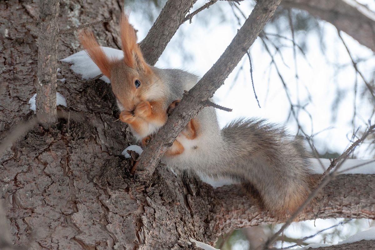Белка внутри дупла