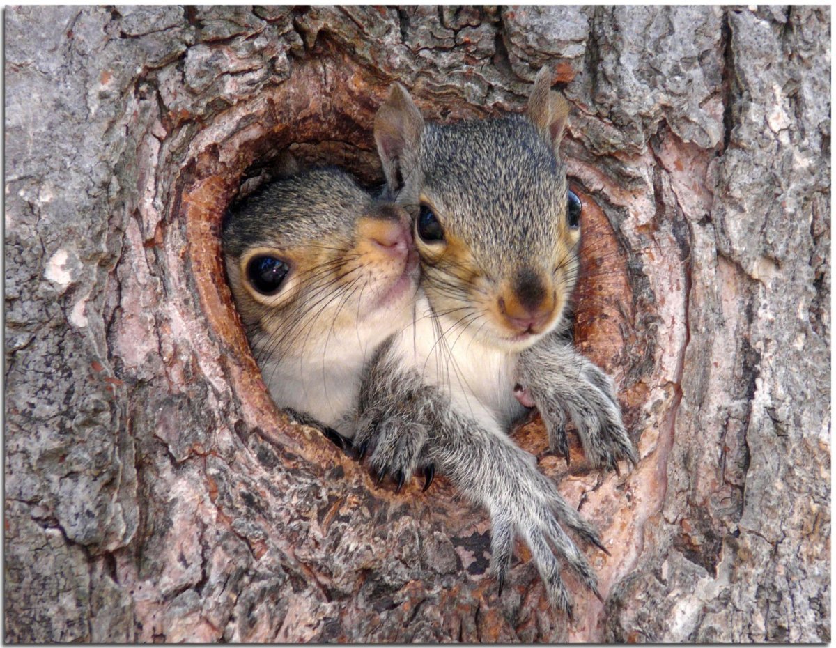 Белка в лесу на дереве