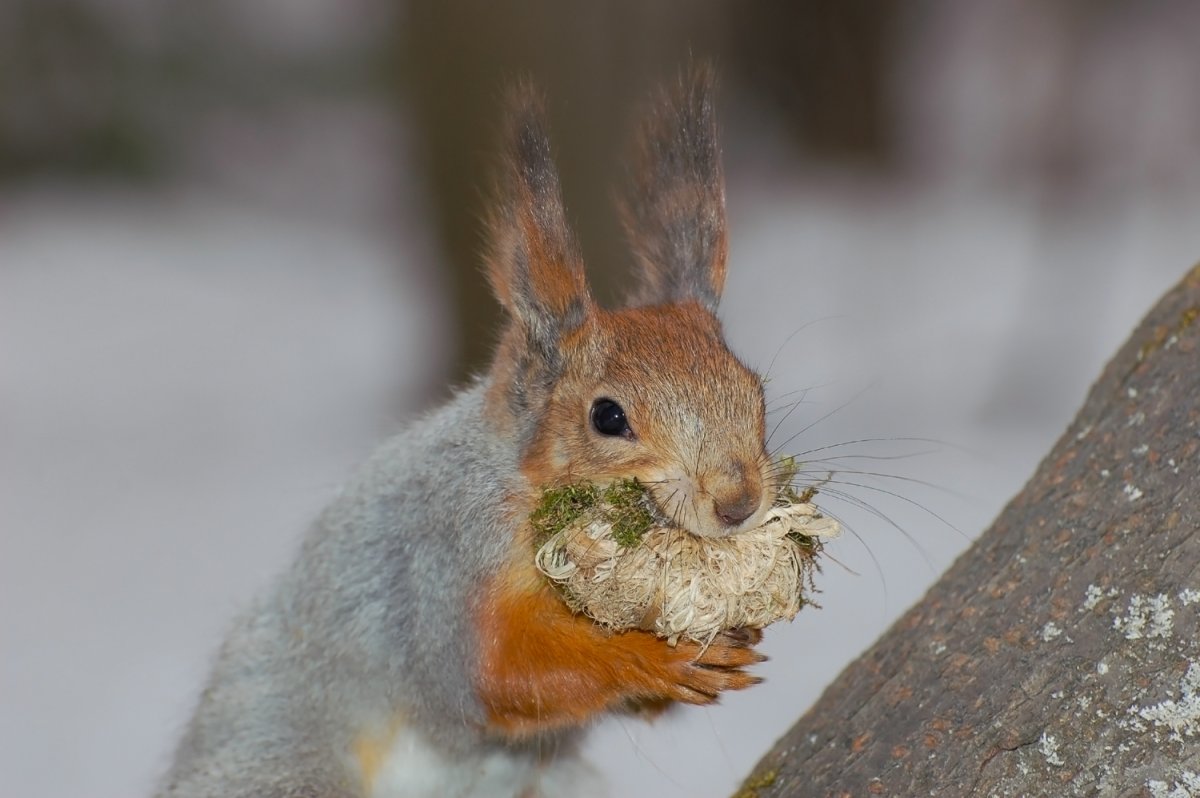 Белка с кедровой шишкой
