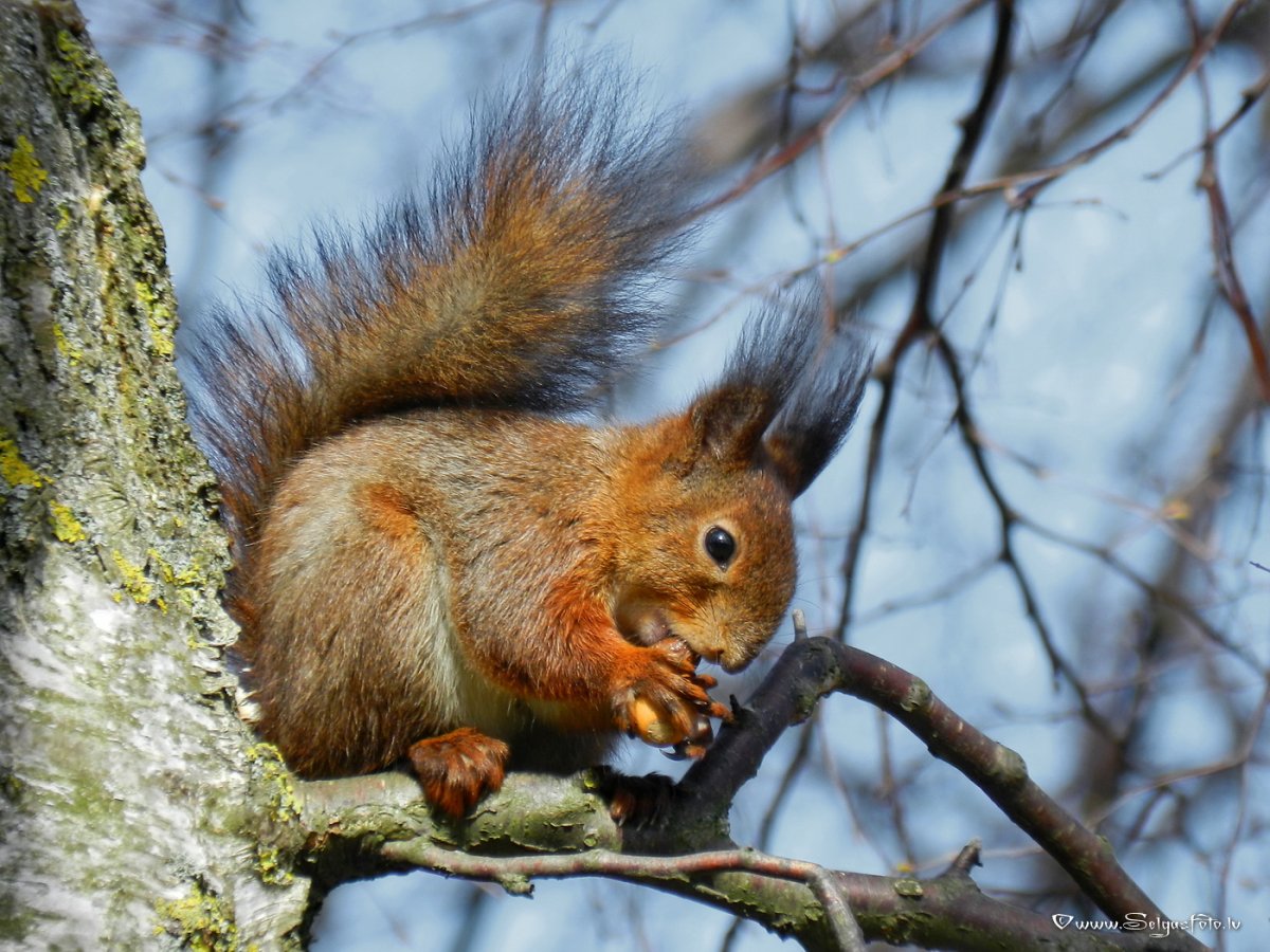Белочка под деревом