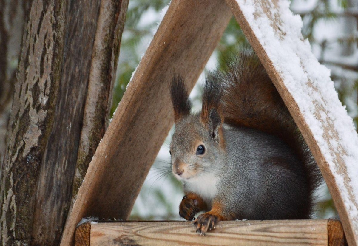 Белка с запасами
