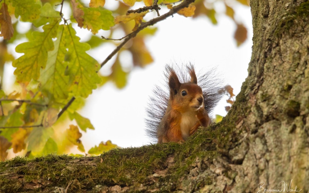 Гайно белки зимой