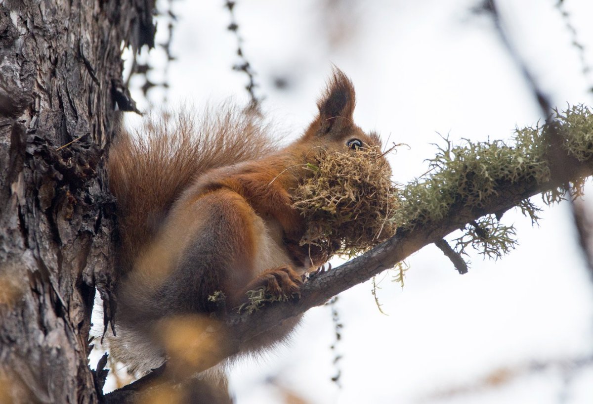 Классификация животного белка обыкновенная