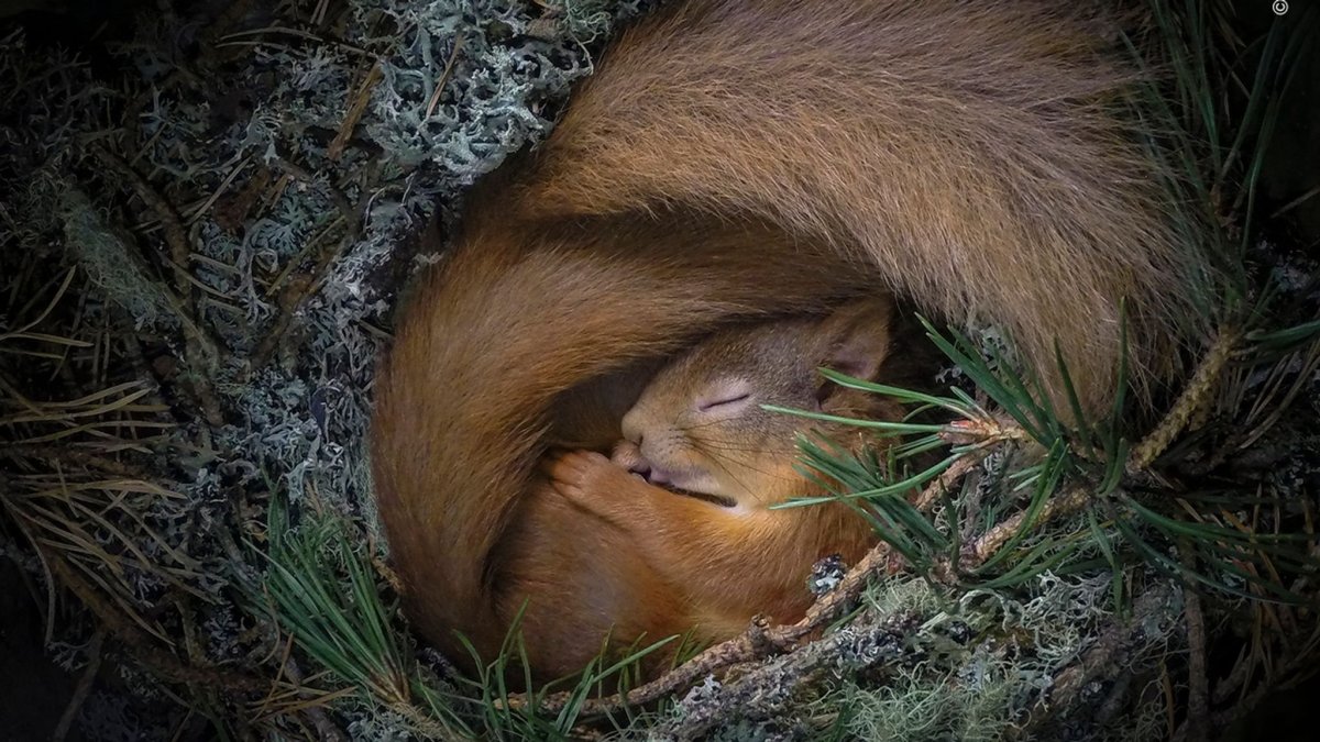 Беличья Нора гнездо