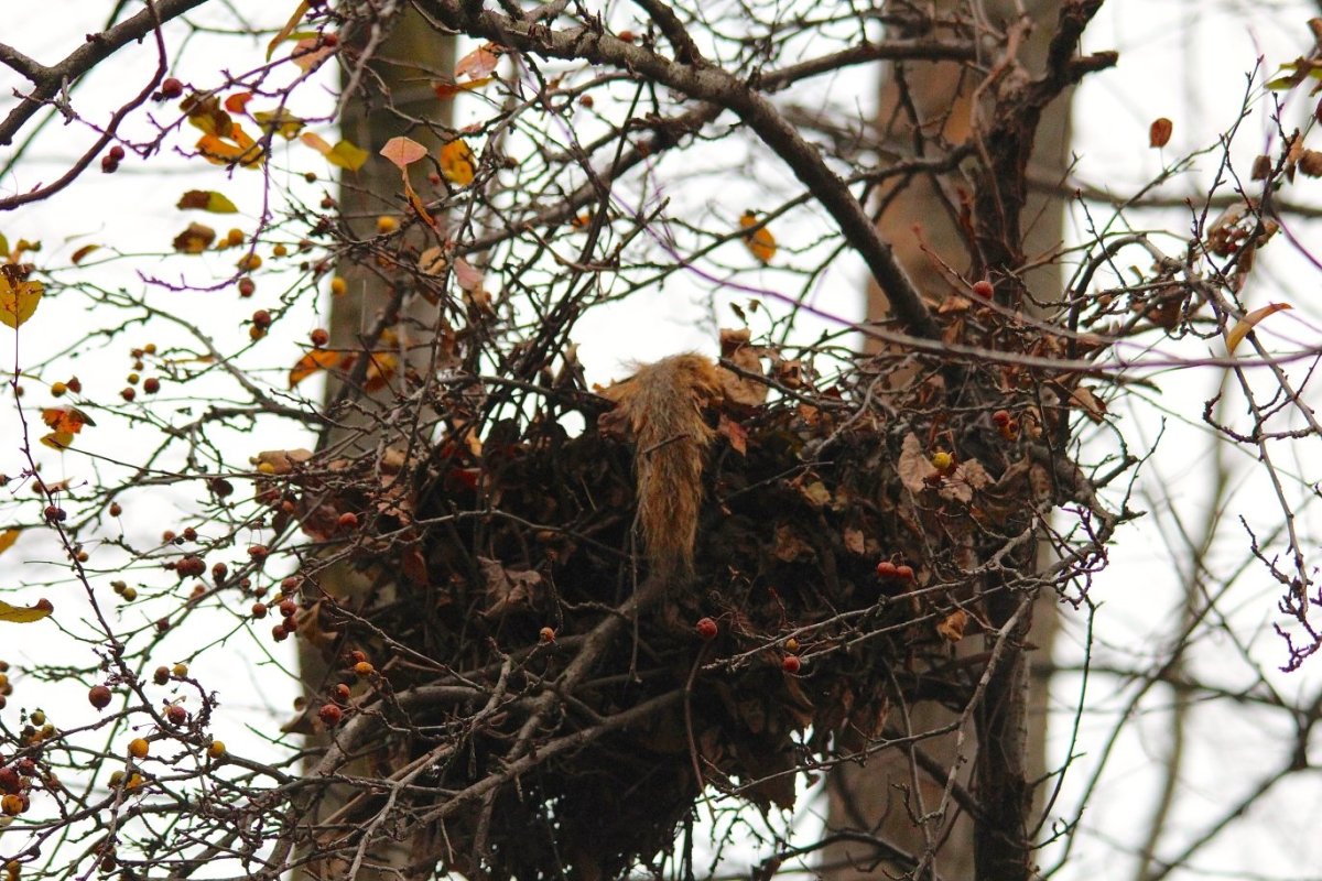 Белкино гнездо