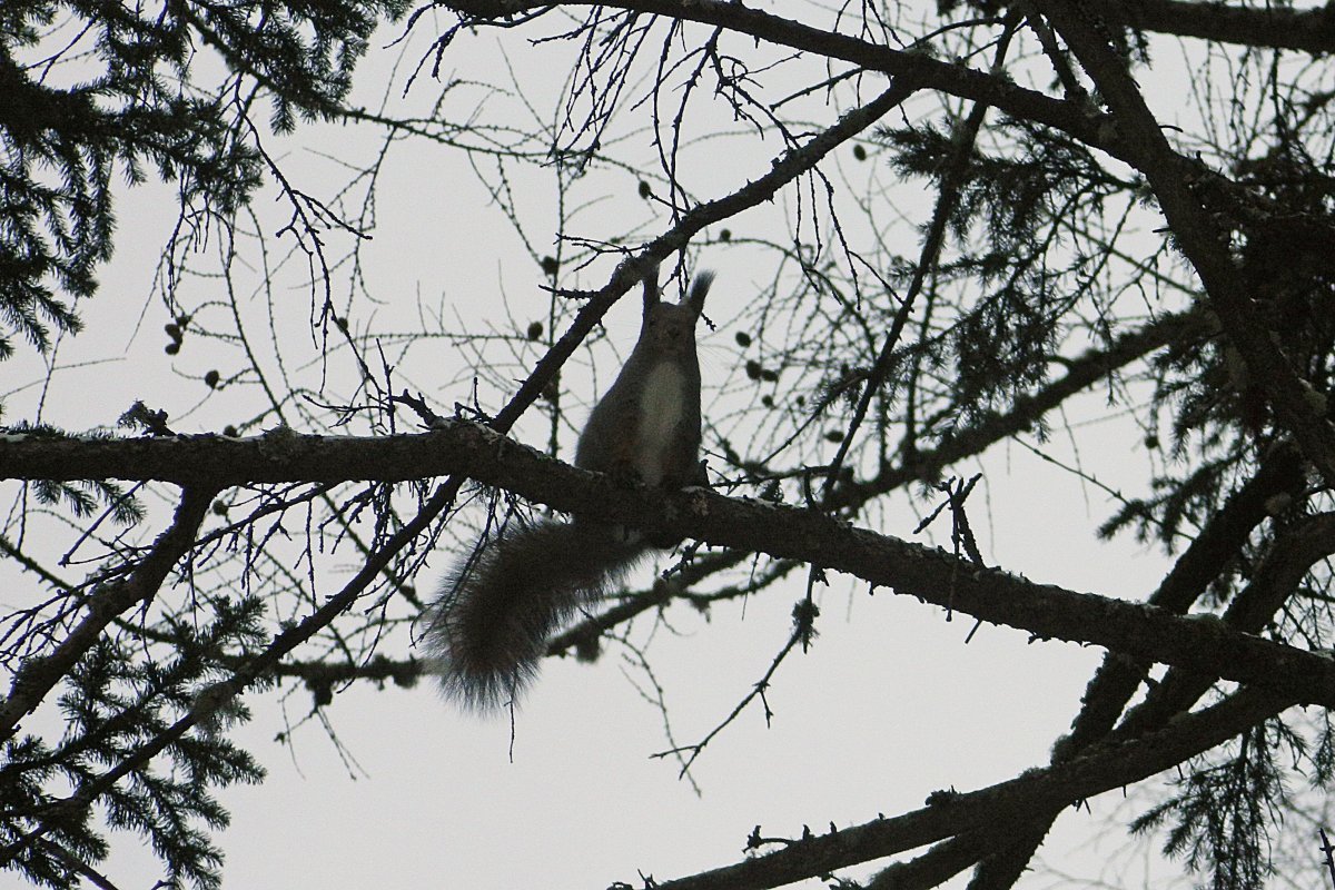 Гайна белка