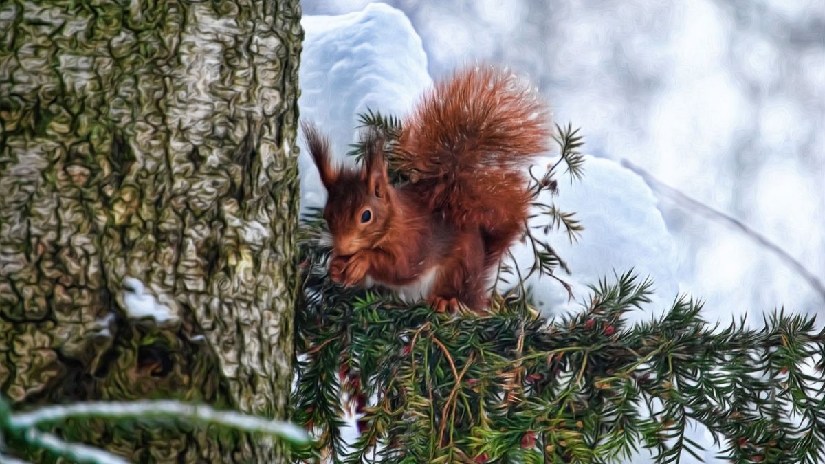 Гнезда лесных птиц