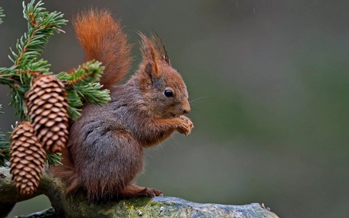 Домик белки в природе