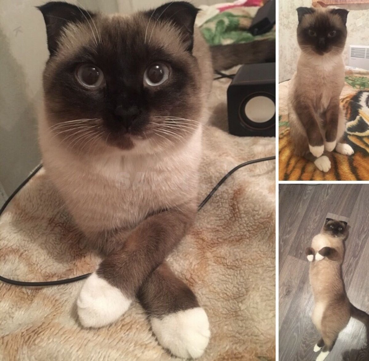 Кошка похожая на сиамскую но не Сиамская вислоухая