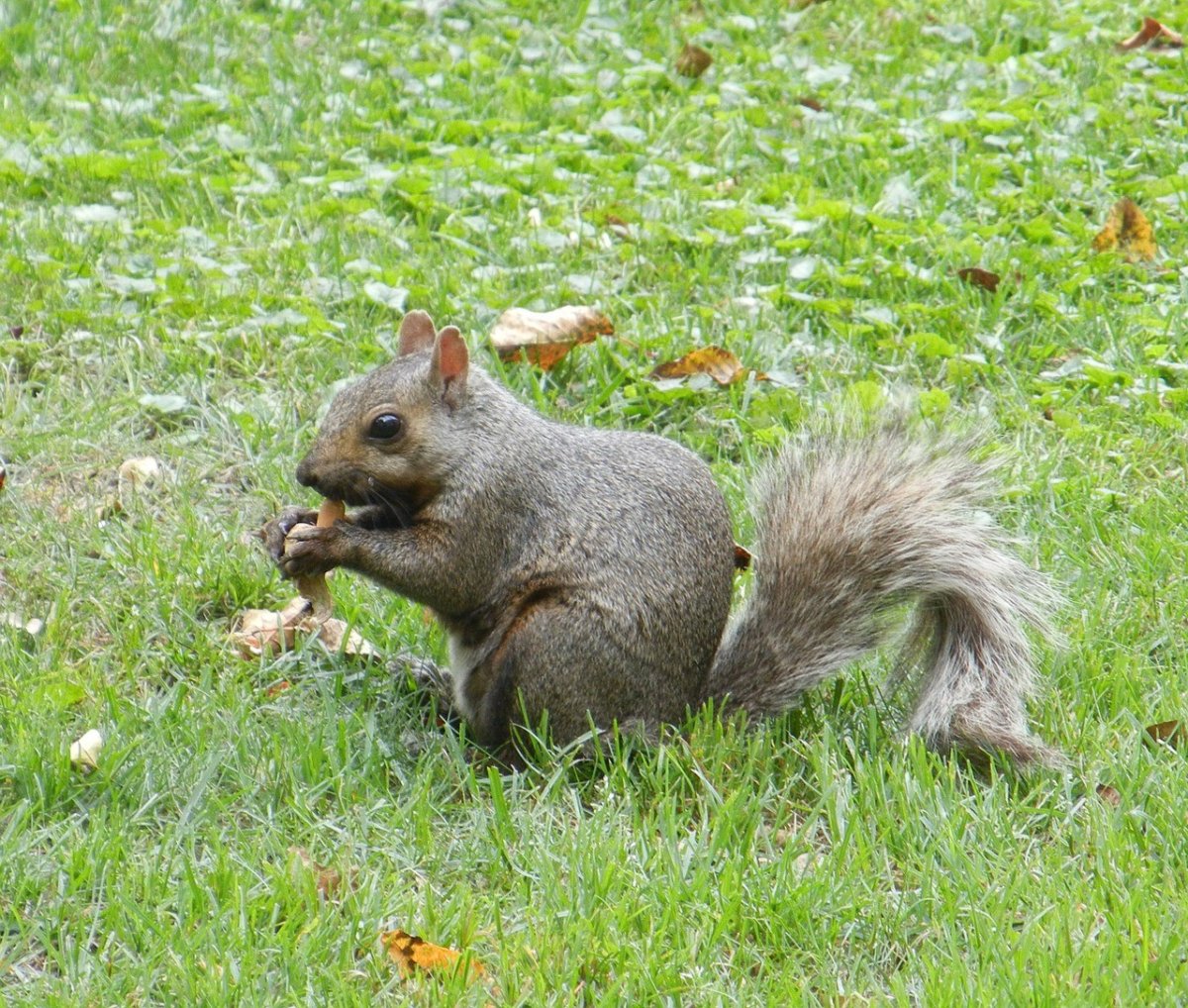 Ранняя Весна животные