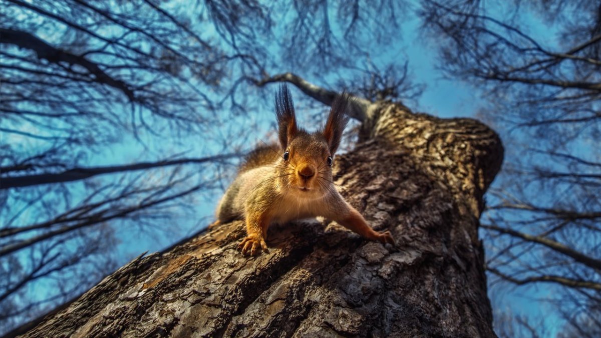 Белочка на елочке