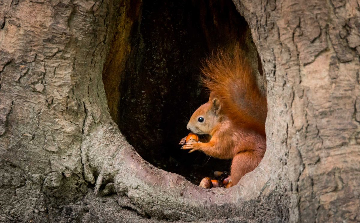 Каролинская белка