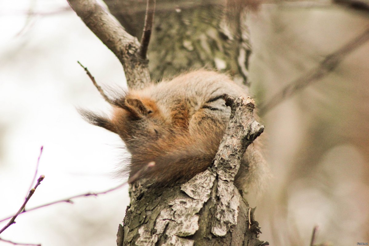 Белка в гнезде