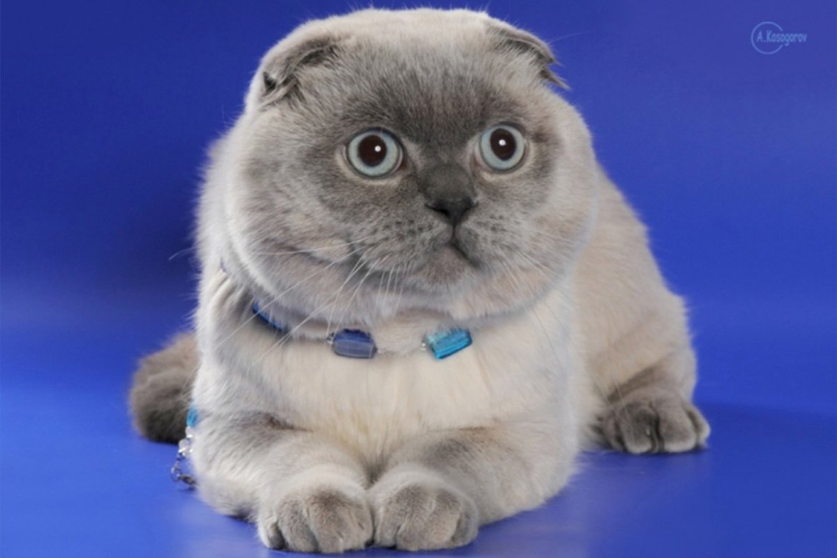 Шотландский вислоухий кот Блю поинт