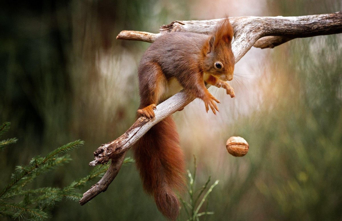 Животные весной