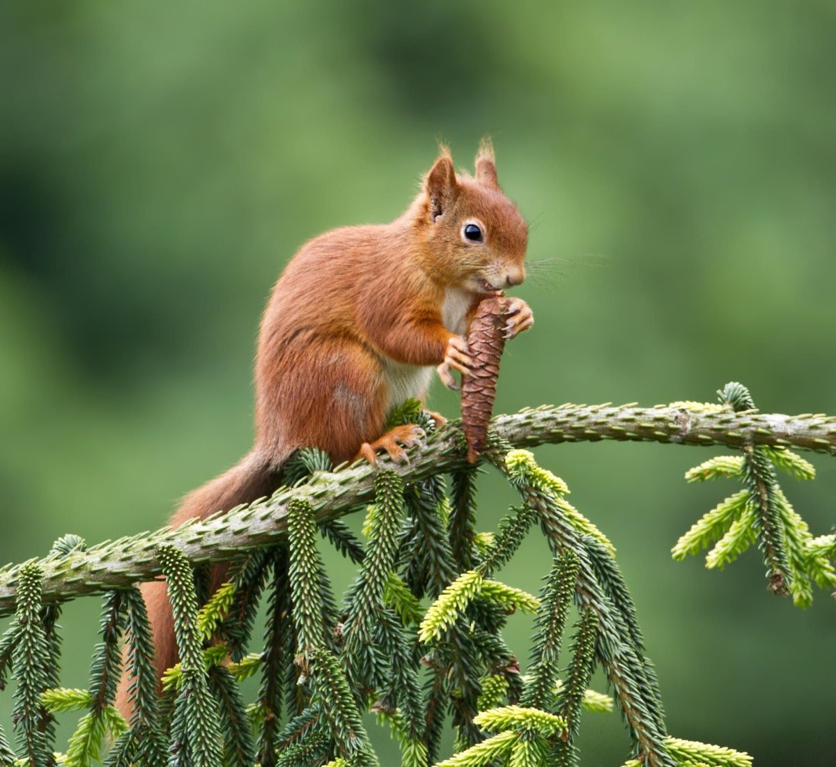 Гайна белка