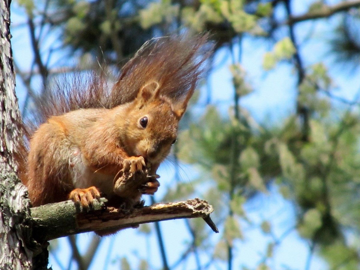 Гнездо белки Гайно
