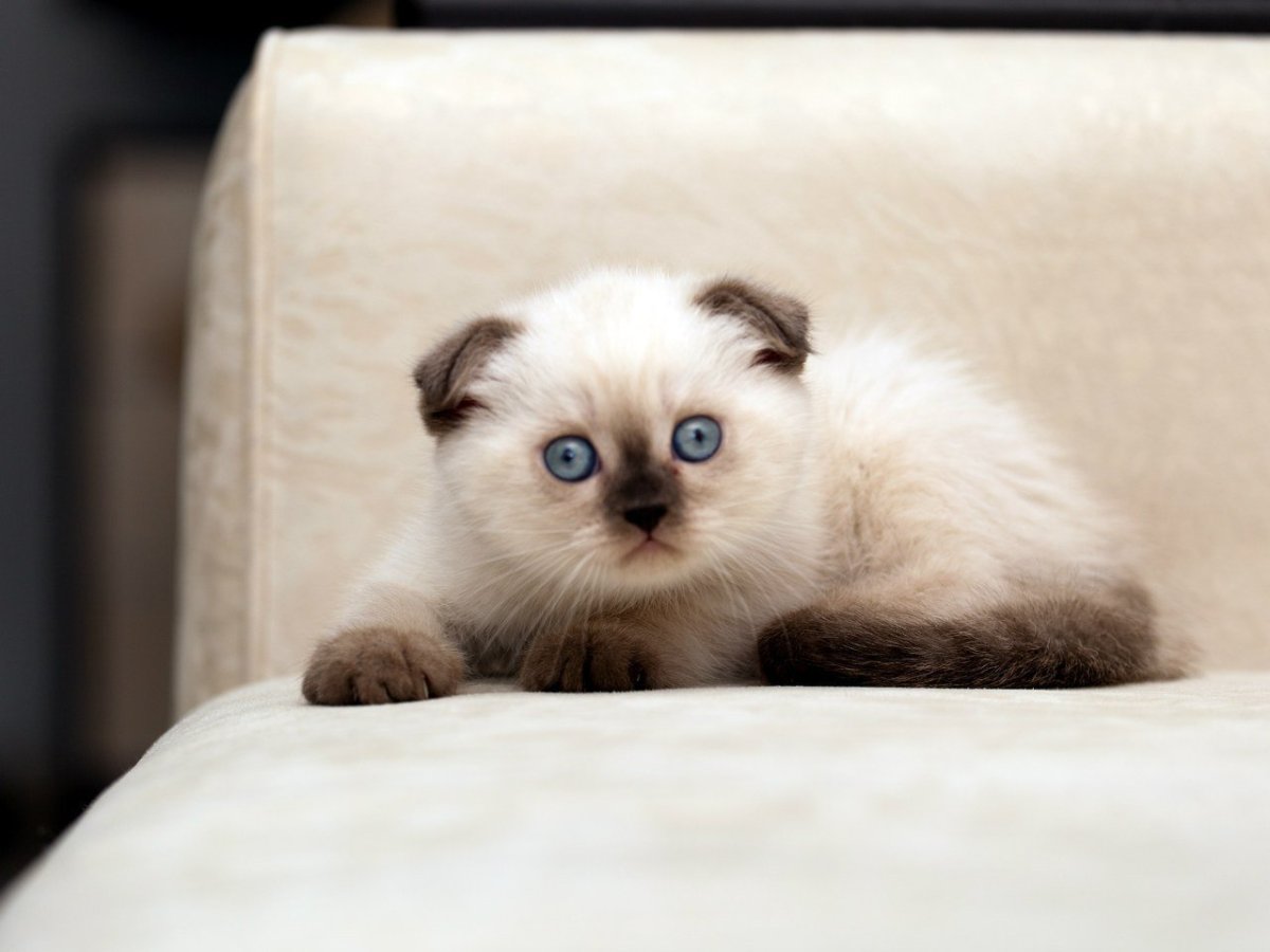 Сиамская вислоухая кошка